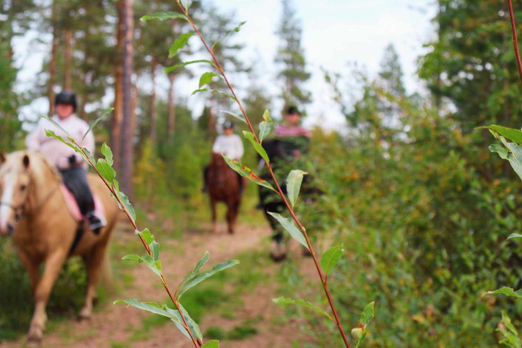 Kotatuli Forest Lodge Rovaniemi Esterno foto